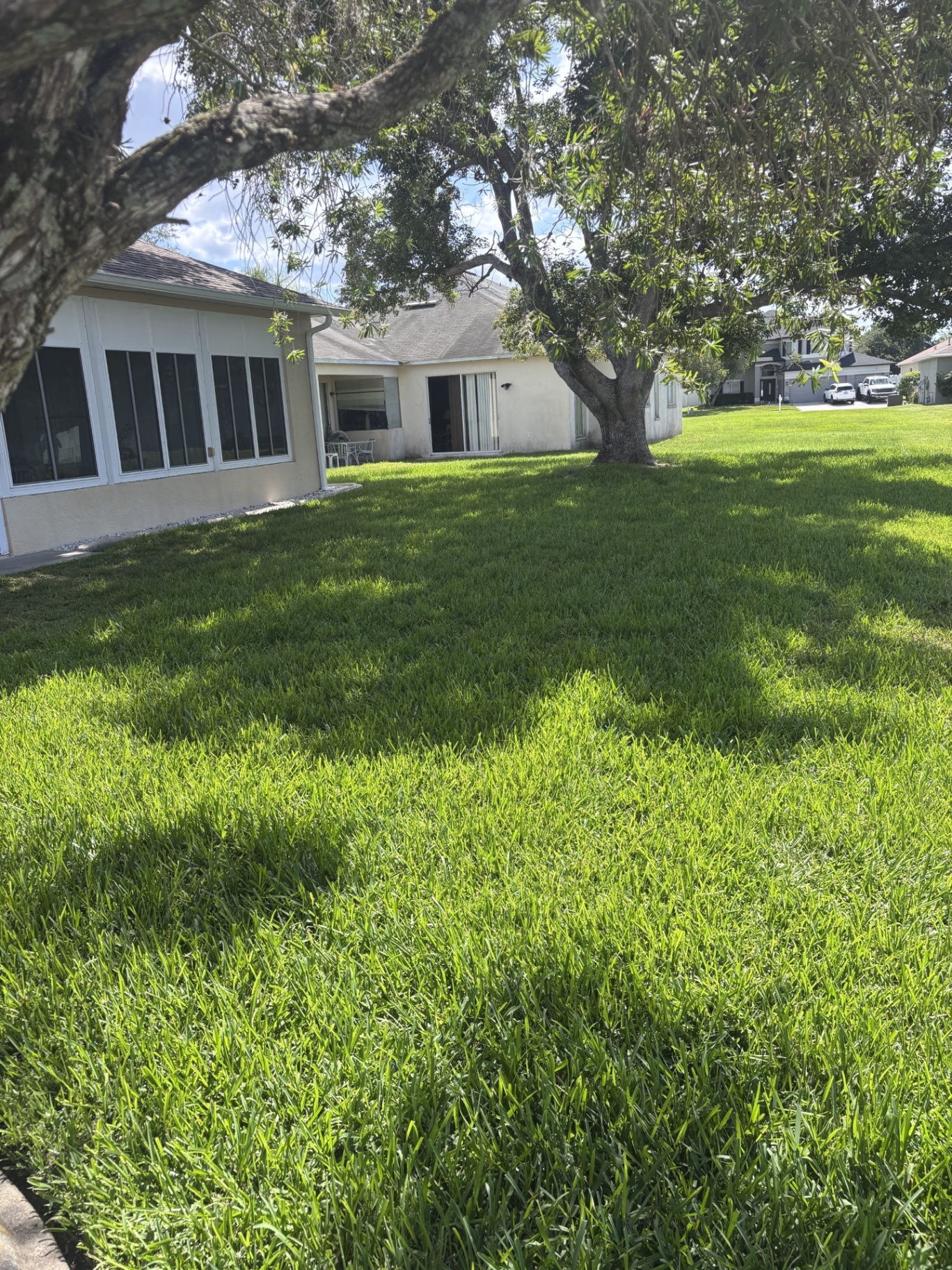 Overgrown back yard lawn freshly mowed and edged — before